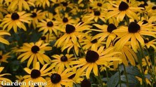 Blackeyed susan Rudbeckia fulgida Goldstrum [upl. by Notlew11]