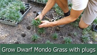 Planting a Dwarf Mondo Grass Lawn with the ProPlugger [upl. by Santiago531]