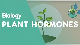 Plant Hormones Tropisms  Plants  Biology  FuseSchool [upl. by Aubin]