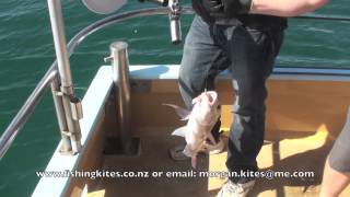 Snapper Longline Fishing From A Charter Boat [upl. by Lirva]