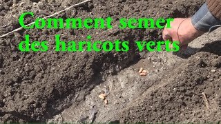 Haricots verts COMMENT LES SEMER LC VIDEO [upl. by Knowle521]