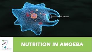 NUTRITION IN AMOEBA [upl. by Shreeves768]