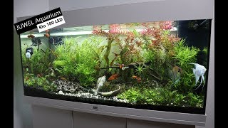 Juwel Aquarium Rio 180 LED [upl. by Litt503]