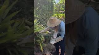 How to Prune Bromeliads [upl. by Apollo]