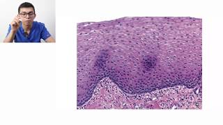 Histología  Clasificación de tejidos [upl. by Llehsim153]