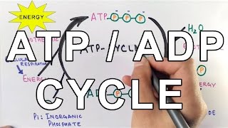 Mechanism of ATPADP Cycle [upl. by Jeremiah]