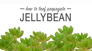 How to Propagate Jellybean from a Leaf Sedum Rubrotinctum [upl. by Slavic]