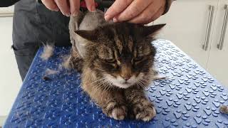 Elderly Matted Cat Being Clipped [upl. by Tomasina]