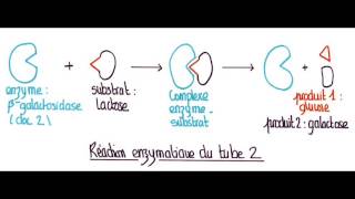 correction DS intolérance lactose [upl. by Jeffrey876]