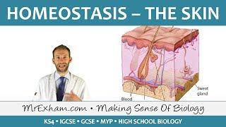 Homeostasis and the Skin  GCSE Biology 91 [upl. by Diandre931]