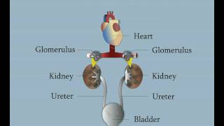 Kidney Function Tests Animation [upl. by Ingeberg]