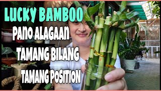 LUCKY BAMBOO CARE TIPS MEANING OF STALKS amp IDEAL PLACE TO DISPLAY [upl. by Hamimej319]