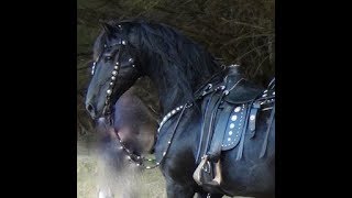 FRIESIAN HORSE  A Documentary about the Amazing Friesian Horse [upl. by Ahtabbat]