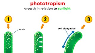 Mechanisms of Plant Growth [upl. by Aluin]