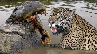 JAGUAR VS CROC Fight To Death  Love Nature [upl. by Paulita533]