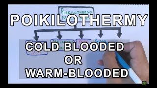 Poikilothermy amp How it is achieved  Cold Blooded or Warm Blooded [upl. by Shornick]