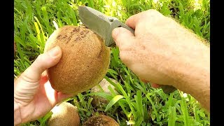 First Time Trying Mamey Sapote Fruit [upl. by Dani353]