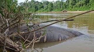 Green Anaconda  Worlds Biggest Snake [upl. by Emlynn]