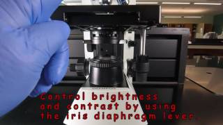 Use of the Microscope  Preliminary Tips [upl. by Ailiec978]