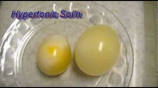 Egg Osmosis Hypertonic vs Hypotonic Solution [upl. by Zahc]