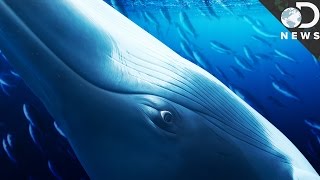 How Japan Gets Away With Killing Whales [upl. by Nedah306]