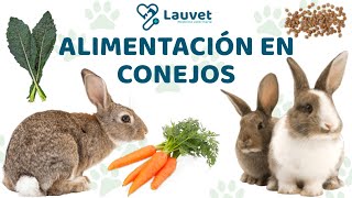 ¿QUÉ COMEN LOS CONEJOS  Lauvet [upl. by Esilahc]