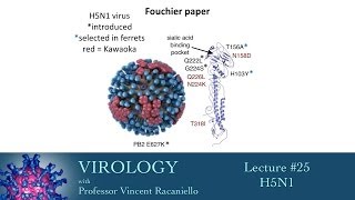 Virology 2014 lecture 25  H5N1 [upl. by Morlee]