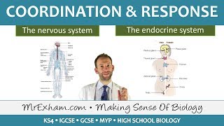 Coordination and Response  GCSE Biology 91 [upl. by Salahcin]