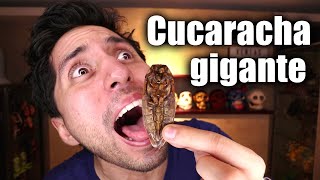 PROBANDO CUCARACHA GIGANTE [upl. by Attelocin]