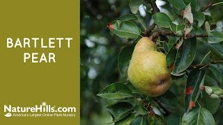 Bartlett Pear  Naturehillscom [upl. by Zerla268]