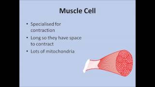 Cell Differentiation and Specialised Cells  GCSE Biology [upl. by Jo]