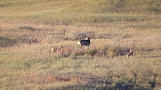 Buck Attacked by Coyotes [upl. by Ecarret344]