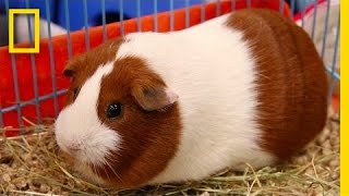 Guinea Pigs Aren’t Actually Pigs … or From Guinea  National Geographic [upl. by Anassor]