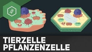 Tierzelle vs Pflanzenzelle  REMAKE [upl. by Cordie]