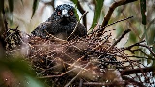 A bird’s eye view on magpie attacks [upl. by Marley263]