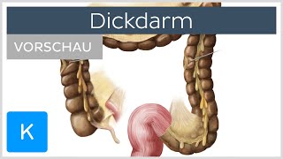 Dickdarm Vorschau  Anatomie des Menschen  Kenhub [upl. by Araek830]