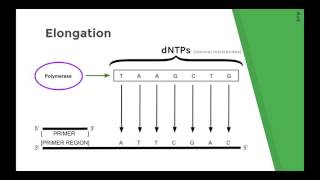 Sanger Sequencing Method Chain Termination DNA sequencing Explained [upl. by Auqkinahs]