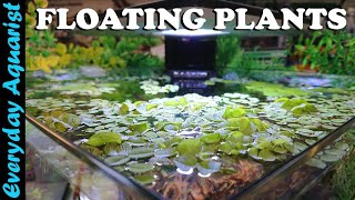 FLOATING PLANTS 6 Reasons You SHOULD ADD Them To Your Aquarium [upl. by Solana428]