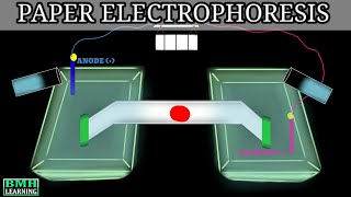 Paper Electrophoresis  Zone Electrophoresis  Electrophoresis [upl. by Weiss508]