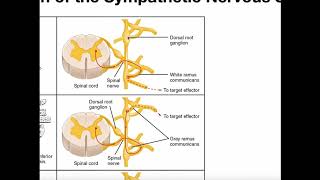 Structure of Sympathetic Nervous System Pathways [upl. by Grishilde]