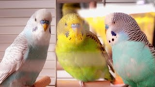 Parakeet Sounds  Budgies singing [upl. by Durwin917]