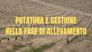 Potatura e gestione nella fase di allevamento della vite [upl. by Evars]