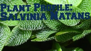 Salvinia Natans  Floating plant profile [upl. by Adnauqahs702]