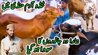 02 Animals DEAL at Tando Adam Cow Mandi  Cattle Market Karachi [upl. by Munmro667]