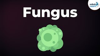 Introduction to Fungus  Microorganisms  Biology  Dont Memorise [upl. by Toll]