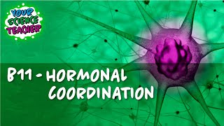 AQA GCSE 91  B11 HORMONAL COORDINATION [upl. by Carlie831]