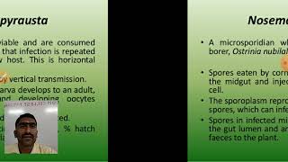 fungal Biopesticide [upl. by Oneill]