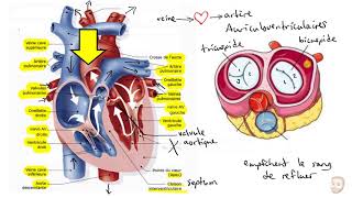 Le système cardiovasculaire [upl. by Vernon]