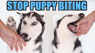 3 Easy Steps To STOP PUPPY BITING Siberian Husky Training [upl. by Portwine460]