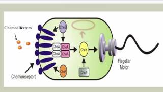 Chemotaxis Phototaxis and Aerotaxis [upl. by Olyhs]